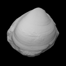 bivalve plagiostoma scan animal history sea shell fossil marine archeology extinct mollusk clams 3d print model - Mito3D