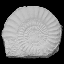 ammonite asteroceras scan animal history jurassic shell fossil marine archeology extinct mollusk 3d print model - Mito3D