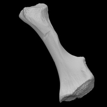 mammoth juvenile humerus scan anatomy animal bone history elephant mammal archeology extinct 3d print model - Mito3D
