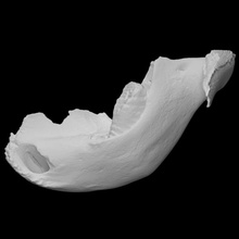 mamut juvenille mandíbula escanear anatomía animal hueso dientes elefante boca mamífero juvenil 3d print model - Mito3D