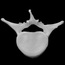 mamute lombar vértebra Varredura anatomia animal osso história elefante mamífero arqueologia extinto 3d print model - Mito3D