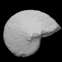 nautiloid cenoceras scan animal history jurassic sea shell marine archeology extinct mollusk 3d print model - Mito3D
