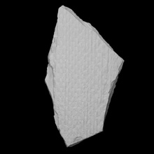 pianta gigante clubmoss scansione storia roccia sollievo flora archeologia estinto sigillaria 3d print model - Mito3D