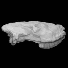sivatherium skull cast scan anatomy animal beast bone head history shiva archeology extinct giraffid 3d print model - Mito3D