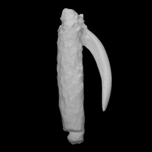 compound hook scan bone fishing history shell tool coast archeology 3d print model - Mito3D