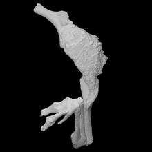 Quilesaurus diegosuarezi braços Varredura anatomia animal osso dinossauro história jurássico réptil braço arqueologia extinto 3d print model - Mito3D
