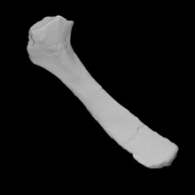 chilesaurus diegosuarezi left scapula scan anatomy animal bone dinosaur history jurassic reptile archeology extinct 3d print model - Mito3D