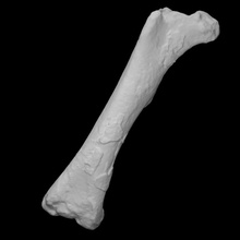 chilesaurus diegosuarezi femore scansione anatomia animale osso dinosauro storia giurassico rettile archeologia estinto 3d print model - Mito3D