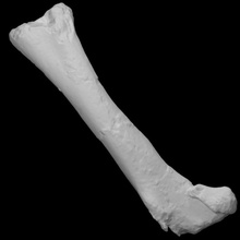 chilesaurus diegosuarezi left femur scan anatomy animal bone dinosaur history jurassic reptile archeology extinct 3d print model - Mito3D