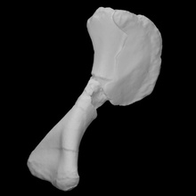 chilesaurus diegosuarezi húmero escanear anatomía animal hueso dinosaurio historia jurásico reptil arqueología extinto 3d print model - Mito3D