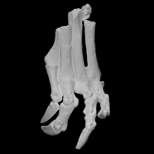 chilesaurus diegosuarezi left leg scan anatomy animal body bone dinosaur history jurassic reptile archeology extinct 3d print model - Mito3D