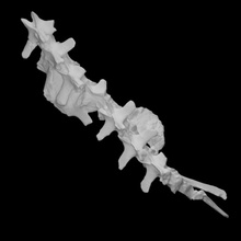 chilesaurus diegosuarezi vertebrae scan anatomy animal bone dinosaur history jurassic reptile archeology extinct vertabrae 3d print model - Mito3D