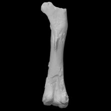 Pelagornis chilensis fêmur Varredura anatomia animal pássaro osso história arqueologia extinto 3d print model - Mito3D