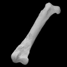 pelagornis chilensis izquierda fémur escanear anatomía animal pájaro hueso historia arqueología extinto 3d print model - Mito3D