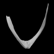 pelagornis Chilensis rcula taramak anatomi hayvan kuş kemik Tarih arkeoloji nesli tükenmiş furcula 3d print model - Mito3D