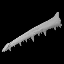 pelagornis chilensis left mandibular branch scan anatomy animal bird bone history archeology beak extinct madibular 3d print model - Mito3D