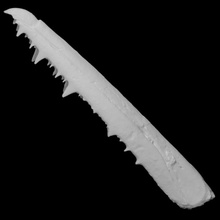 pelagornis chilensis beak scan anatomy animal bird bone history archeology extinct 3d print model - Mito3D