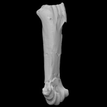 pelagornis chilensis tarsometatarso escanear anatomía pájaro hueso historia arqueología extinto 3d print model - Mito3D