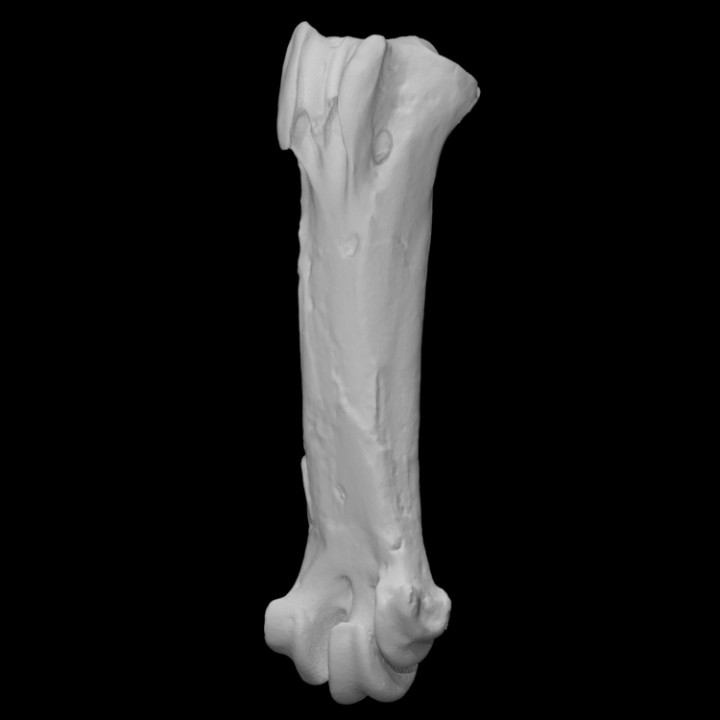 pelagornis chilensis tarsometatarso left scan anatomy animal bird bone history archeology extinct 3D print model - Mito3D