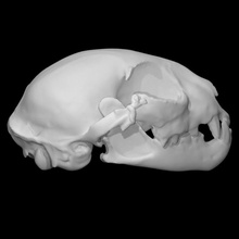 bobcat maschio cranio scansione anatomia animale osso gatto testa selvaggio 3d print model - Mito3D