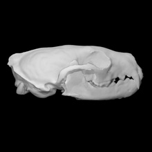 americano marta muestra masculino escanear anatomía animal hueso cabeza cráneo salvaje 3d print model - Mito3D