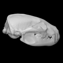 american badger specimen adult male scan anatomy animal bone head skull wild 3d print model - Mito3D