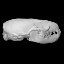 amerikanisch Nerz Probe Erwachsene männlich Scan Anatomie Tier Knochen Kopf Schädel wild 3d print model - Mito3D