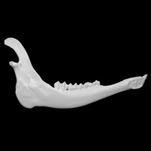 alaska alce muestra 03 adulto masculino escanear anatomía hueso cara dientes salvaje mandíbula 3d print model - Mito3D