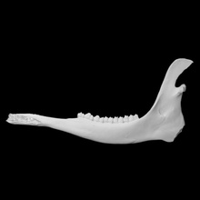 alaskan moose specimen 02 adult male scan anatomy animal bone face teeth wild jaw 3d print model - Mito3D