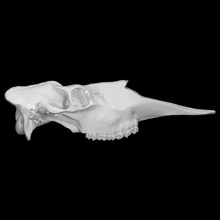 alaskan moose specimen 01 adult male scan anatomy animal bone face head skull wild 3d print model - Mito3D