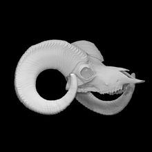 Kaliforniya büyük boynuz koyun örnek yetişkin erkek taramak anatomi hayvan kemik kafatası vahşi 3d print model - Mito3D