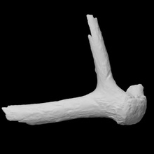 alaska alce muestra adulto masculino escanear anatomía animal hueso cabeza salvaje horhs 3d print model - Mito3D