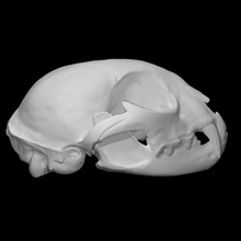 Canadá lince muestra masculino escanear anatomía animal hueso cabeza cráneo salvaje teeath 3d print model - Mito3D