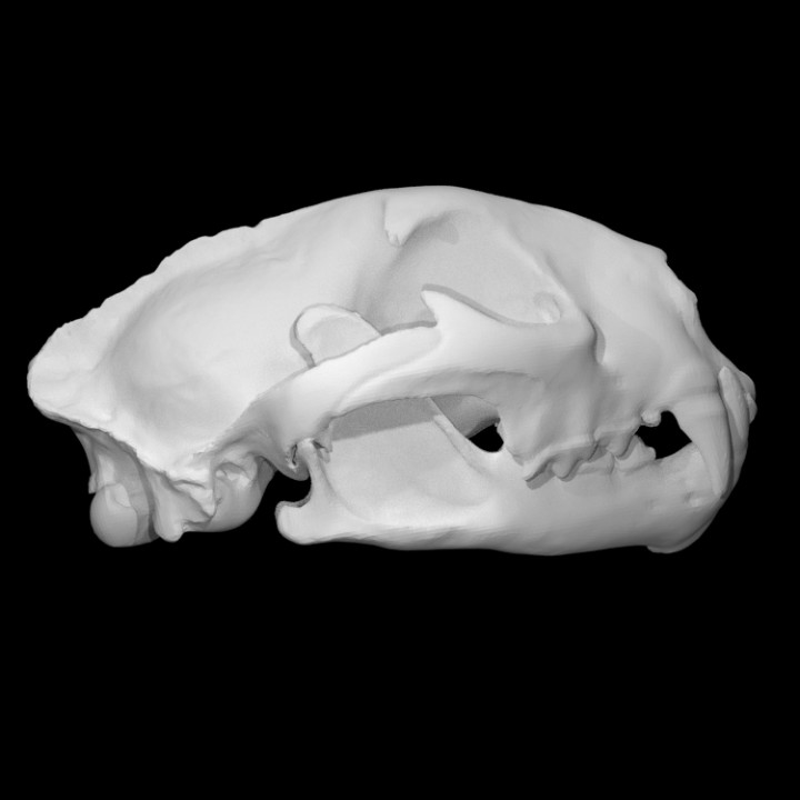 Puma muestra hembra escanear anatomía animal hueso cabeza cráneo dientes salvaje puma 3D print model - Mito3D