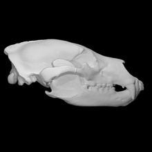 Kahverengi ayı örnek kadın taramak anatomi hayvan kemik baş kafatası diş vahşi 3d print model - Mito3D