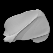 amerikanisch schwarz Bär Probe 03 Erwachsene weiblich Scan Anatomie Tier Knochen wild Fauna 3d print model - Mito3D