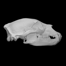 américain noir ours spécimen 01 adulte femelle analyse anatomie animal OS tête crâne dents sauvage faune 3d print model - Mito3D