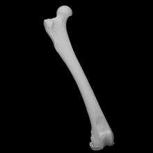 americano nero orso campione 02 adulto femmina scansione anatomia animale osso selvaggio fauna 3d print model - Mito3D