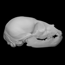 americano nero orso campione immaturo maschio scansione anatomia animale testa cranio denti selvaggio giovanile 3d print model - Mito3D