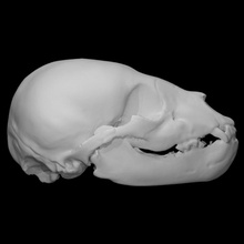 Amerikan siyah ayı örnek olgunlaşmamış kadın taramak anatomi hayvan kemik baş kafatası vahşi çocuk 3d print model - Mito3D