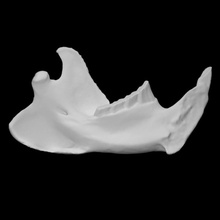 americano Castor espécime 03 fêmea Varredura anatomia animal Urso osso cara crânio selvagem mandíbula 3d print model - Mito3D