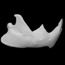 Amerikan kunduz örnek 02 kadın taramak anatomi hayvan kemik kafatası vahşi çene 3d print model - Mito3D