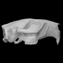 americano castoro campione 01 femmina scansione anatomia animale osso testa cranio selvaggio 3d print model - Mito3D