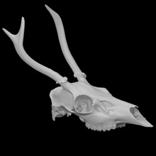 colombiano black tailed cervo campione 01 scansione anatomia animale osso testa cranio selvaggio corna 3d print model - Mito3D