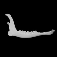 colombiano black tailed cervo campione 02 scansione anatomia animale osso viso denti selvaggio mascella 3d print model - Mito3D