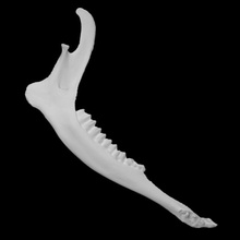 columbian black-tailed deer specimen 03 scan anatomy animal bone face wild jaw 3d print model - Mito3D