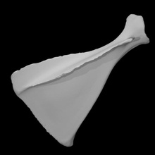 Kolombiyalı black tailed geyik örnek 04 taramak anatomi hayvan vücut kemik vahşi Carvidae 3d print model - Mito3D