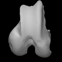 Kolombiyalı black tailed geyik örnek 05 taramak anatomi hayvan vücut kemik vahşi cervidae 3d print model - Mito3D