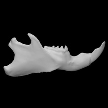 hoary marmot specimen 02 adult male scan anatomy animal bone face teeth wild jaw 3d print model - Mito3D