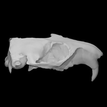 hoary marmot specimen 01 adult male scan anatomy animal bone head skull teeth wild 3d print model - Mito3D